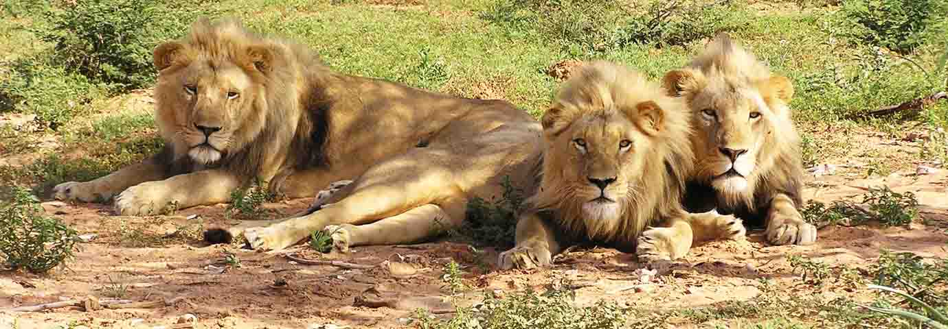 khanvel lion safari
